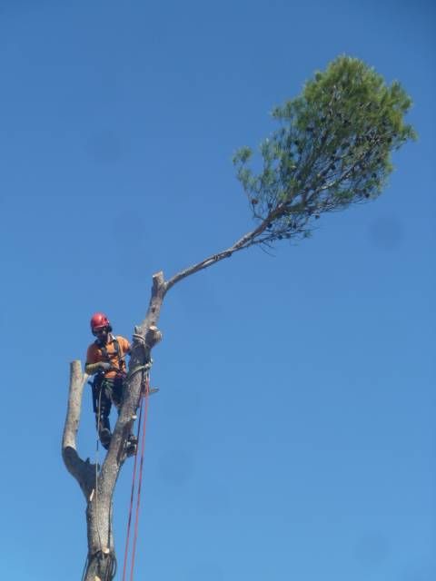 Abattage à la grimpe