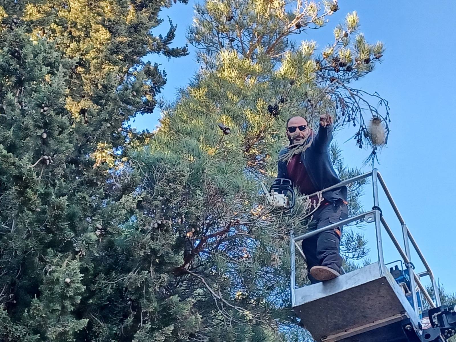 L'élagage des arbres infestés : une méthode efficace pour lutter contre les chenilles processionnaires avec Majuro en Occitanie