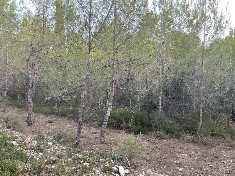 OLD obligations légales de débroussaillage. région de Montpellier, Hérault.