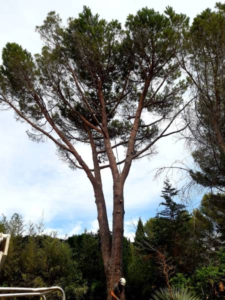 Elagage d'un pin à Castelnau le Lez APRES