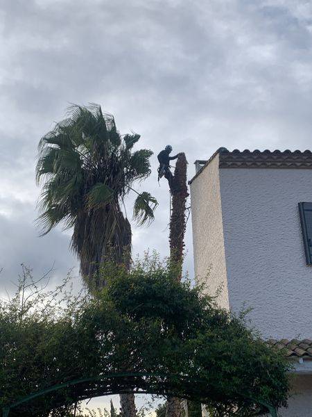 Abattage de deux palmiers à Montpellier