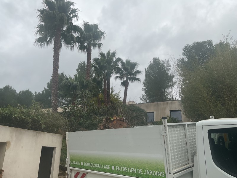NETTOYAGE DE PALMIERS À SAINT GELY DU FESC (Hérault)