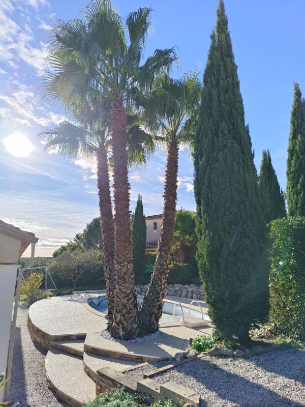 Nettoyage de palmiers à Saint Gely du Fesc, Hérault Occitanie
