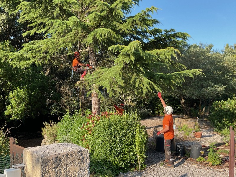  Abattage par démontage d’un cèdre, commune de Saint Gély, du Fesc, Hérault