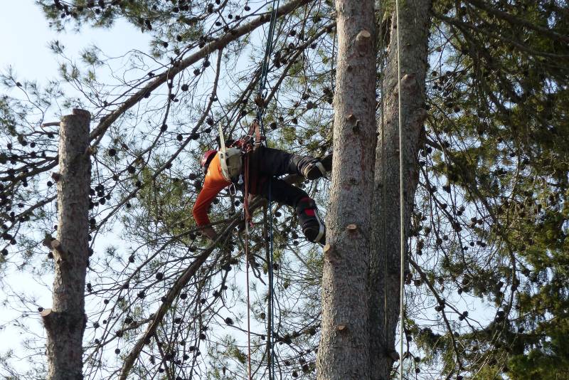 élagage avec rétention à Saint Clément de Rivière - Hérault